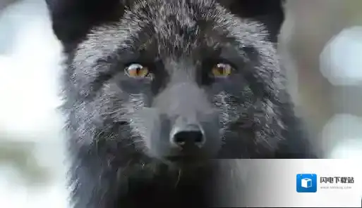 非人学园玩家DIY英雄黑狐介绍 黑狐技能一览