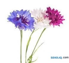 我的花园紫矢车菊养殖教程